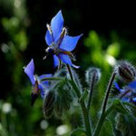 Borretsch, blaue Blüte